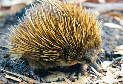 Echidne en Australie