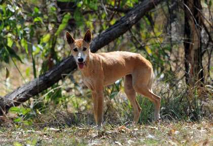 Dingo en Australie