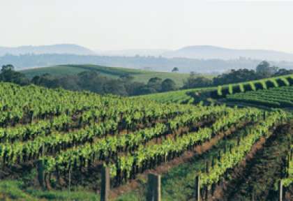 Les vignes de la Hunter Valley en Australie