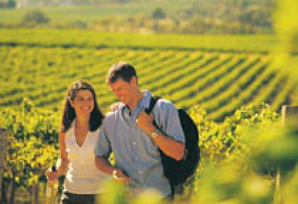 Les vignes de la McLaren Valley dans le South Australia