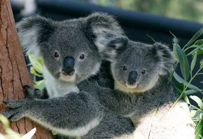 Koala Australie