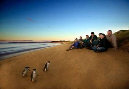 Les manchots de Phillip Island