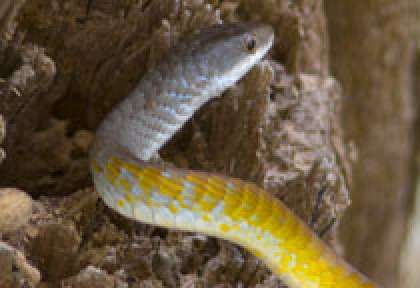 Serpent vert en Australie