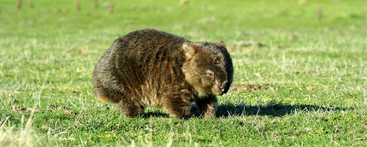 Le wombat