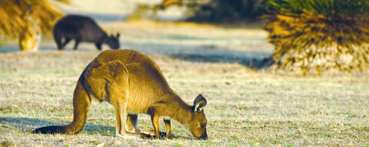 Kangaroo Island