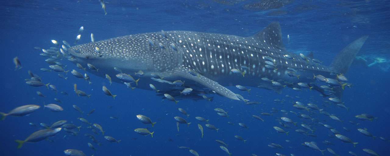 Requin Baleine - Ningaloo Reef