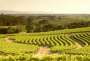 South Australia - Péninsule de Fleurieu - McLaren Valley