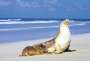 South Australia - Kangaroo Island - Seal Bay conservation park