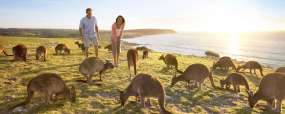 Australie du Sud - Kangaroo Island