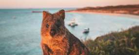 Quokka - Rottnest Island