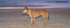 Kangourous - Mackay