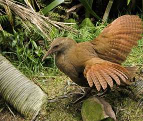 Lord Howe Island - Woodhen