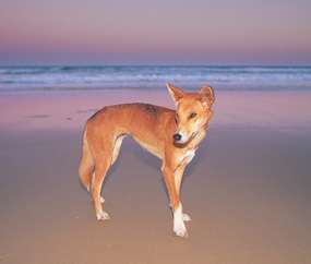 Fraser Island