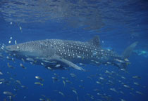 Requin baleine en Australie
